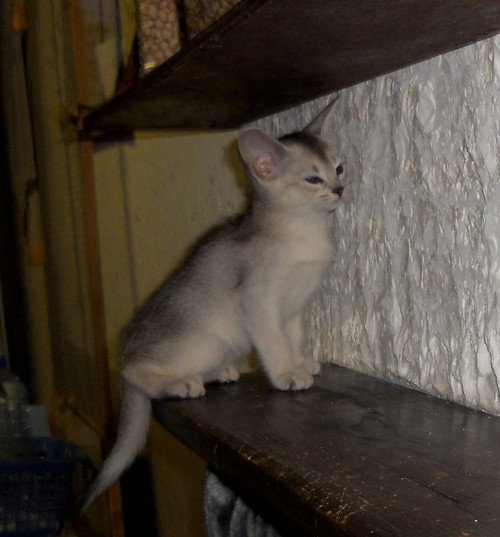 chaton Abyssin black smoke Go Boy Silver Chatterie d'Alyse Pagerie