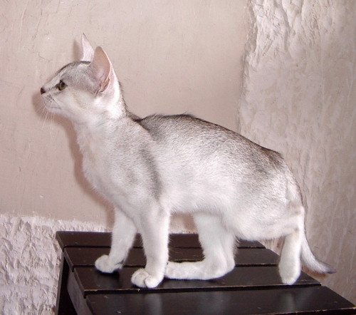 chaton Abyssin black smoke Go Boy Silver Chatterie d'Alyse Pagerie