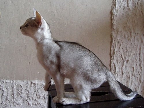 chaton Abyssin black smoke Go Boy Silver Chatterie d'Alyse Pagerie