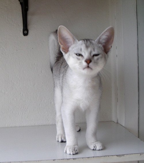 chaton Abyssin black smoke Go Boy Silver Chatterie d'Alyse Pagerie