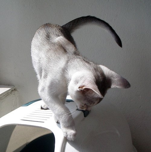 chaton Abyssin black smoke Go Boy Silver Chatterie d'Alyse Pagerie