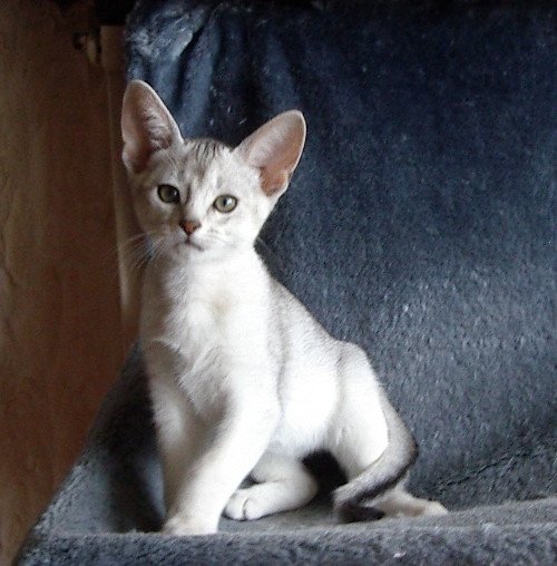 chaton Abyssin black smoke Go Boy Silver Chatterie d'Alyse Pagerie