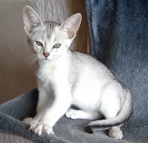 chaton Abyssin black smoke Go Boy Silver Chatterie d'Alyse Pagerie
