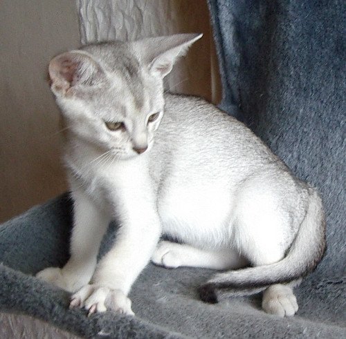 chaton Abyssin black smoke Go Boy Silver Chatterie d'Alyse Pagerie