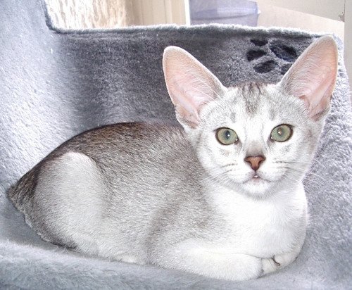 chaton Abyssin black smoke Go Boy Silver Chatterie d'Alyse Pagerie