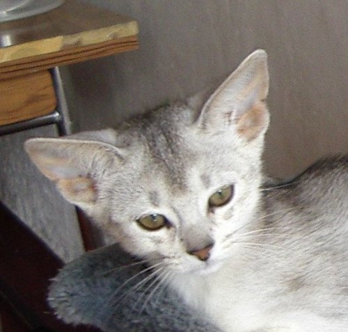 chaton Abyssin black smoke Go Elane Silver Chatterie d'Alyse Pagerie
