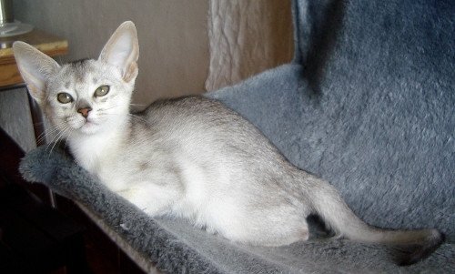 chaton Abyssin black smoke Go Elane Silver Chatterie d'Alyse Pagerie