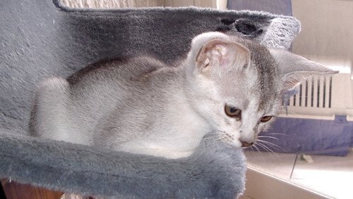 chaton Abyssin black smoke Go Elane Silver Chatterie d'Alyse Pagerie