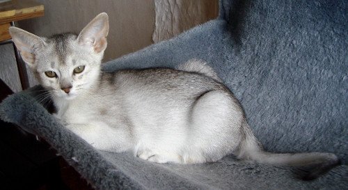 chaton Abyssin black smoke Go Elane Silver Chatterie d'Alyse Pagerie