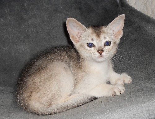 chaton Abyssin black smoke Go Elane Silver Chatterie d'Alyse Pagerie