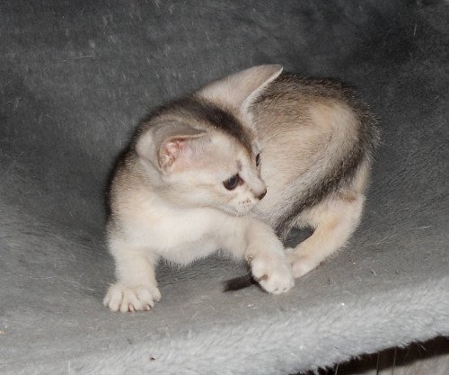 chaton Abyssin black smoke Go Elane Silver Chatterie d'Alyse Pagerie