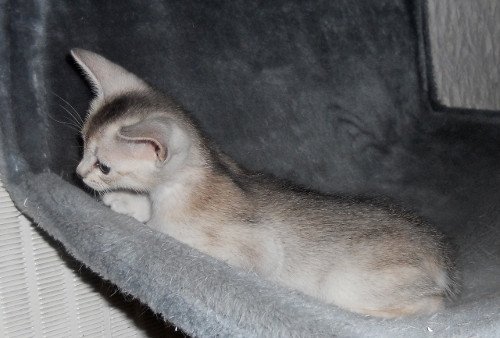 chaton Abyssin black smoke Go Elane Silver Chatterie d'Alyse Pagerie