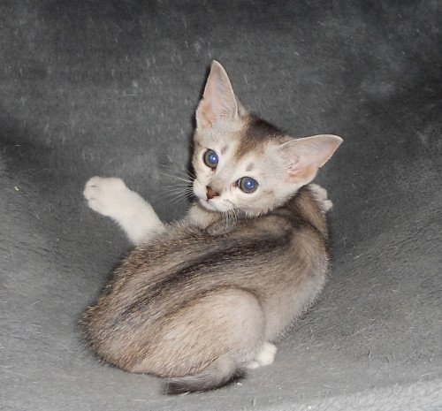 chaton Abyssin black smoke Go Elane Silver Chatterie d'Alyse Pagerie