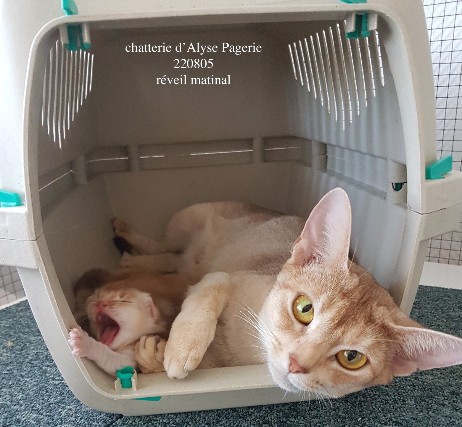 chaton Abyssin cinnamon silver ticked tabby TI AM'OR SILVER D'ALYSE PAGERIE Chatterie d'Alyse Pagerie
