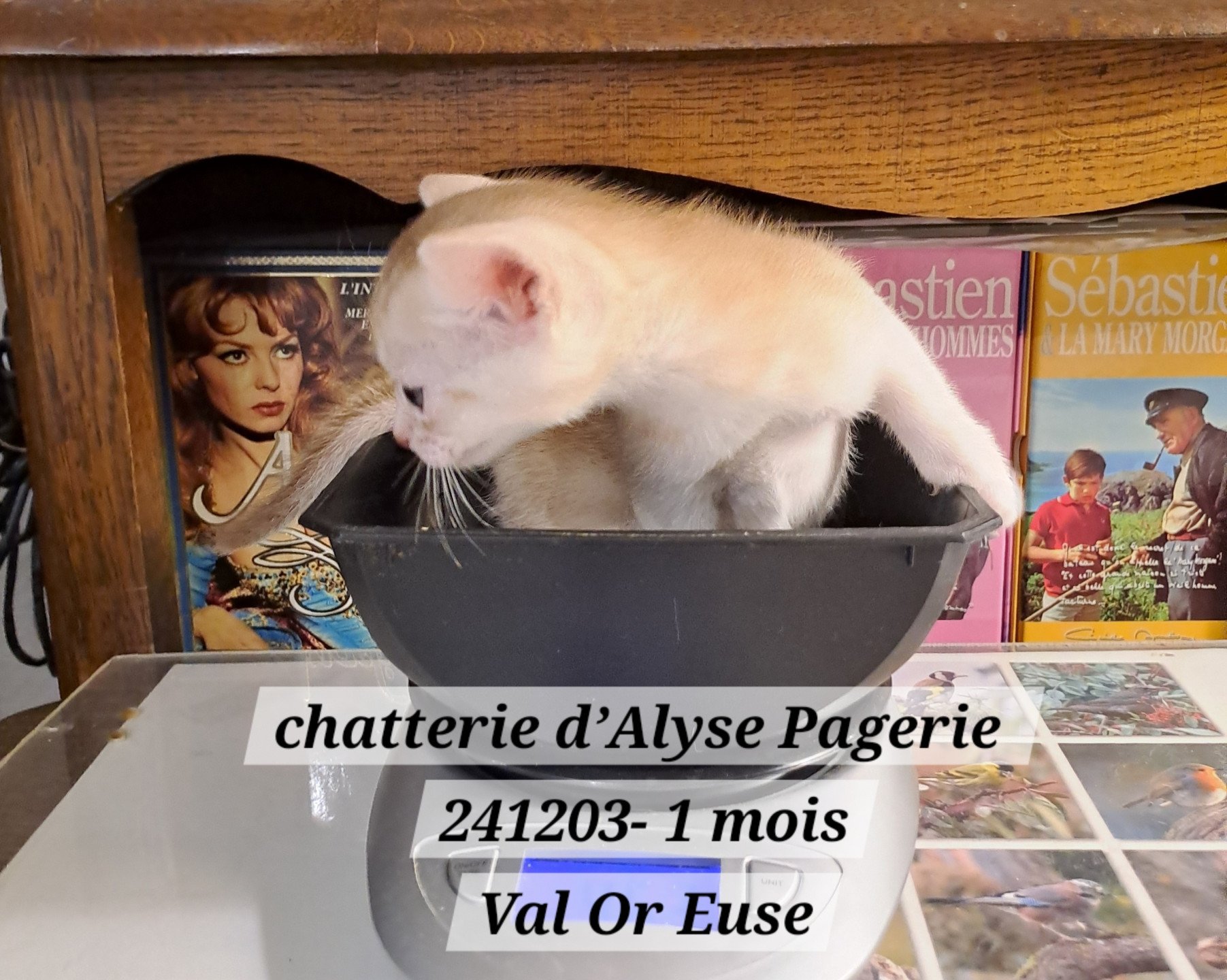 chaton Abyssin cinnamon silver ticked tabby VAL-OR-EUSE silver Chatterie d'Alyse Pagerie