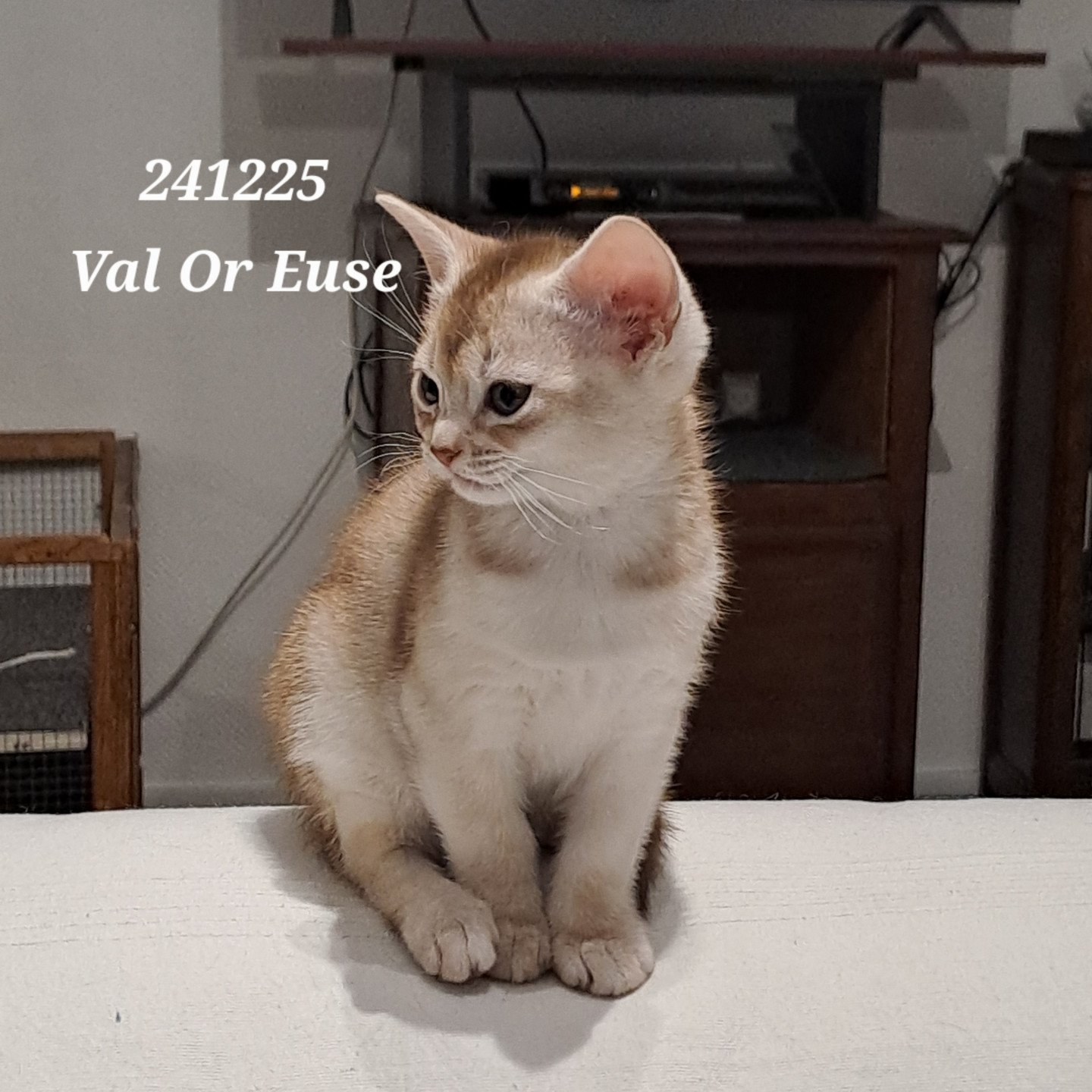 chaton Abyssin cinnamon silver ticked tabby VAL-OR-EUSE silver Chatterie d'Alyse Pagerie