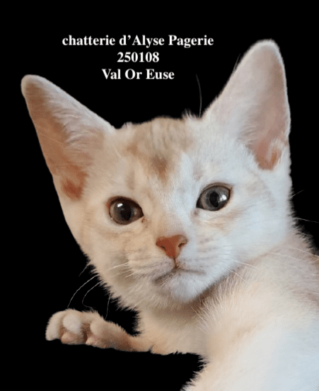 chaton Abyssin cinnamon silver ticked tabby VAL-OR-EUSE silver Chatterie d'Alyse Pagerie