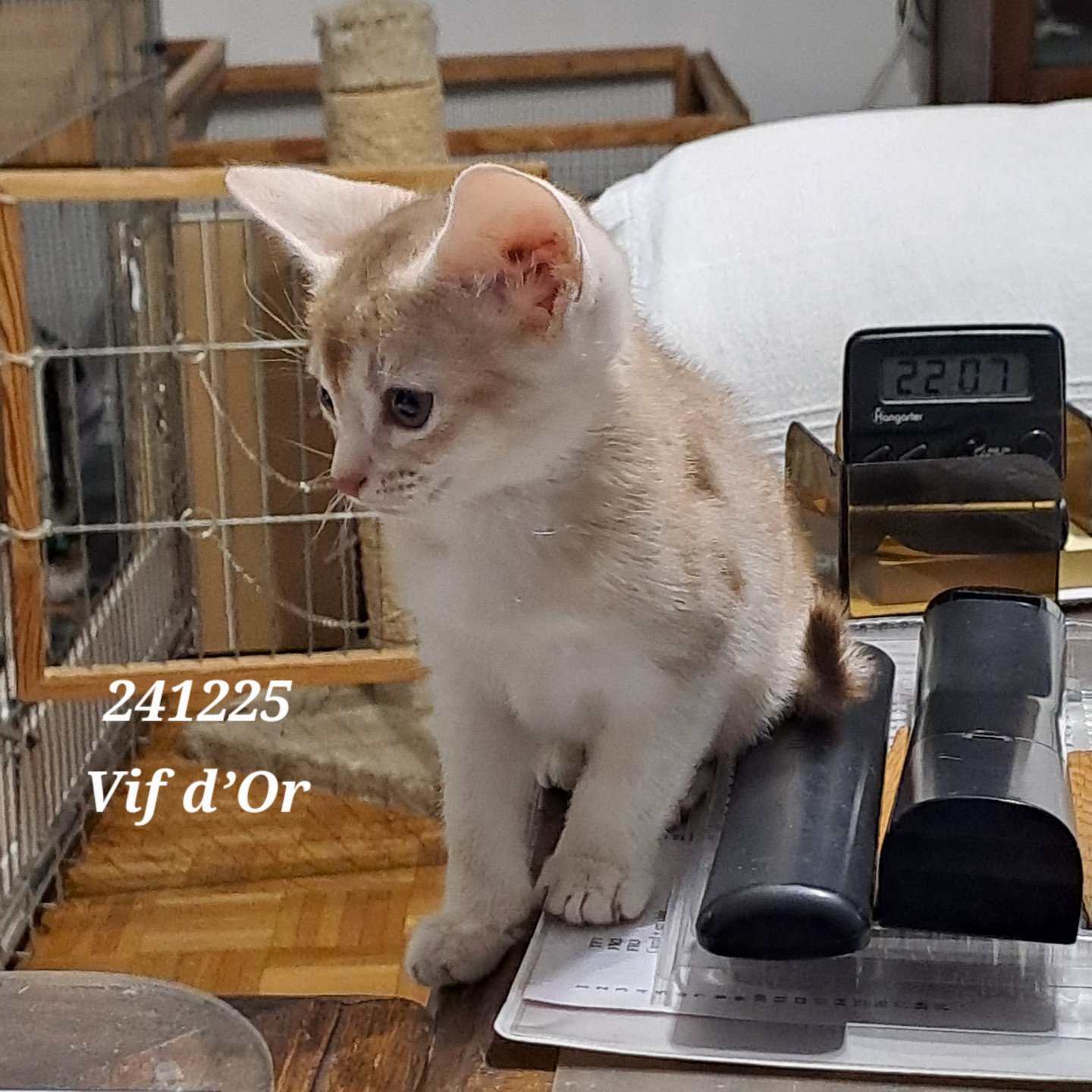 chaton Abyssin cinnamon silver ticked tabby VIF D'OR silver Chatterie d'Alyse Pagerie