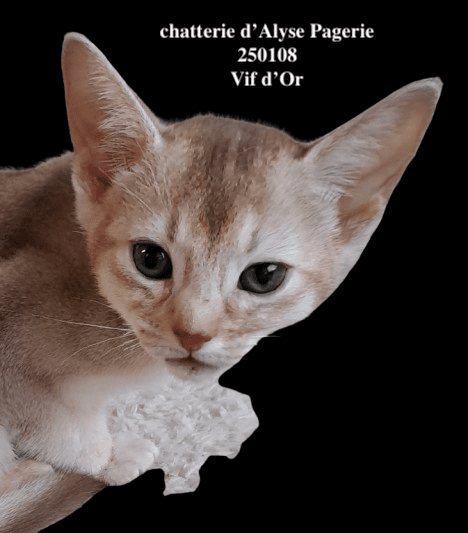 chaton Abyssin cinnamon silver ticked tabby VIF D'OR silver Chatterie d'Alyse Pagerie