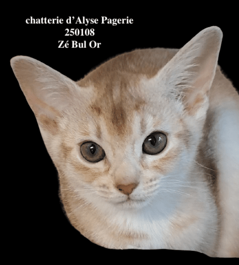 chaton Abyssin cinnamon silver ZE-BU-L'OR silver Chatterie d'Alyse Pagerie