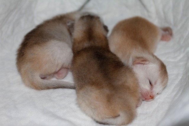 Kitten Abyssinian D'Alyse Silver ❤ Silver Dreamer 2020 Chatterie d'Alyse Pagerie