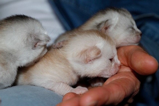 Kitten Abyssinian D'Alyse Silver ❤ Silver Dreamer 2020 Chatterie d'Alyse Pagerie
