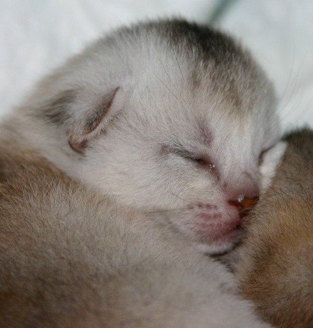 Kitten Abyssinian D'Alyse Silver ❤ Silver Dreamer 2020 Chatterie d'Alyse Pagerie