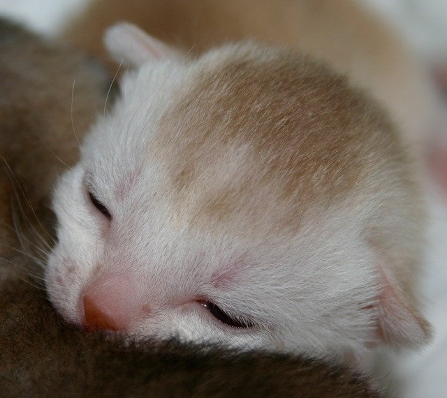 Kitten Abyssinian D'Alyse Silver ❤ Silver Dreamer 2020 Chatterie d'Alyse Pagerie