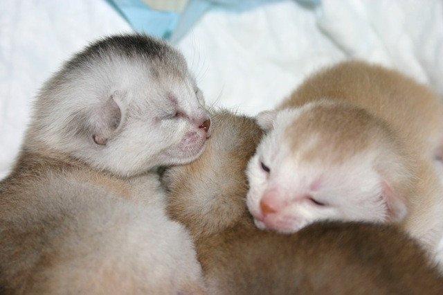 Kitten Abyssinian D'Alyse Silver ❤ Silver Dreamer 2020 Chatterie d'Alyse Pagerie