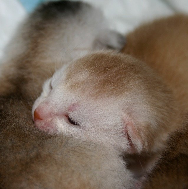 Kitten Abyssinian D'Alyse Silver ❤ Silver Dreamer 2020 Chatterie d'Alyse Pagerie