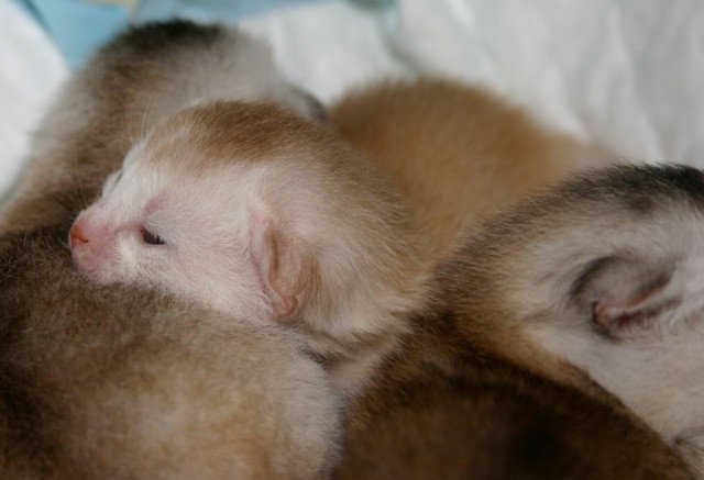 Kitten Abyssinian D'Alyse Silver ❤ Silver Dreamer 2020 Chatterie d'Alyse Pagerie