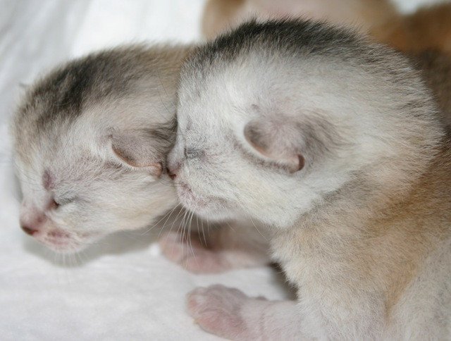 Kitten Abyssinian D'Alyse Silver ❤ Silver Dreamer 2020 Chatterie d'Alyse Pagerie