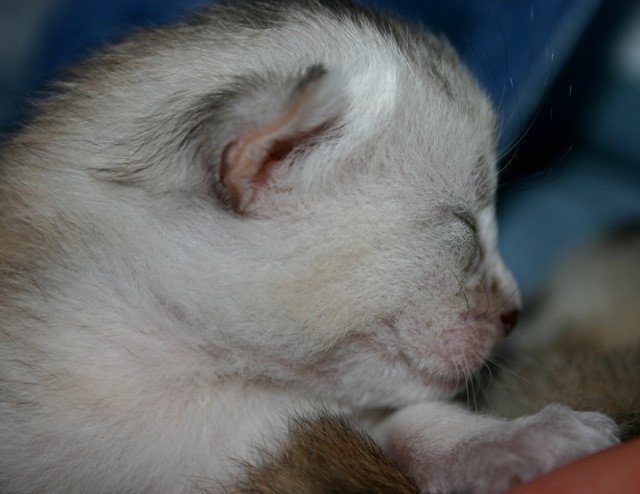 Kitten Abyssinian D'Alyse Silver ❤ Silver Dreamer 2020 Chatterie d'Alyse Pagerie