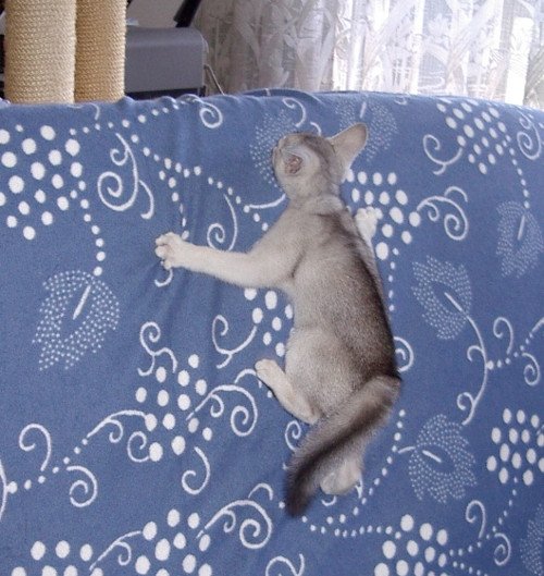 Kitten Abyssinian Fée line Silver ❤ Drakkar Silver Chatterie d'Alyse Pagerie