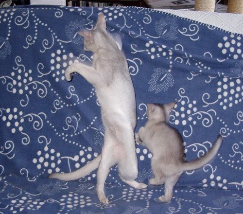 Kitten Abyssinian Fée line Silver ❤ Drakkar Silver Chatterie d'Alyse Pagerie