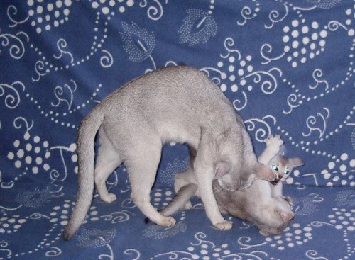 Kitten Abyssinian Fée line Silver ❤ Drakkar Silver Chatterie d'Alyse Pagerie