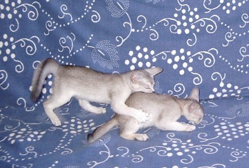 Kitten Abyssinian Fée line Silver ❤ Drakkar Silver Chatterie d'Alyse Pagerie