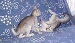 Kitten Abyssinian Fée line Silver ❤ Drakkar Silver Chatterie d'Alyse Pagerie
