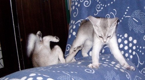 Kitten Abyssinian Fée line Silver ❤ Drakkar Silver Chatterie d'Alyse Pagerie