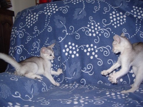 Kitten Abyssinian Fée line Silver ❤ Drakkar Silver Chatterie d'Alyse Pagerie