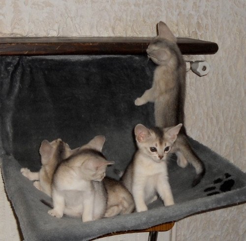 Kitten Abyssinian Fée line Silver ❤ Drakkar Silver Chatterie d'Alyse Pagerie