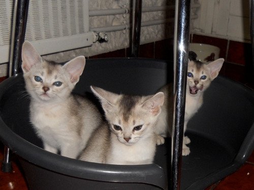 Kitten Abyssinian Fée line Silver ❤ Drakkar Silver Chatterie d'Alyse Pagerie