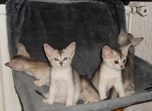 Kitten Abyssinian Fée line Silver ❤ Drakkar Silver Chatterie d'Alyse Pagerie