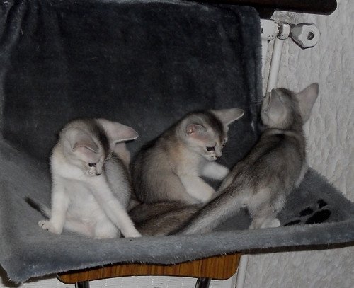 Kitten Abyssinian Fée line Silver ❤ Drakkar Silver Chatterie d'Alyse Pagerie