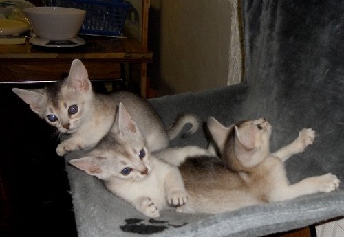 Kitten Abyssinian Fée line Silver ❤ Drakkar Silver Chatterie d'Alyse Pagerie