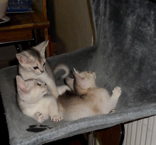 Kitten Abyssinian Fée line Silver ❤ Drakkar Silver Chatterie d'Alyse Pagerie