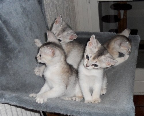 Kitten Abyssinian Fée line Silver ❤ Drakkar Silver Chatterie d'Alyse Pagerie