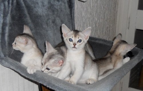 Kitten Abyssinian Fée line Silver ❤ Drakkar Silver Chatterie d'Alyse Pagerie