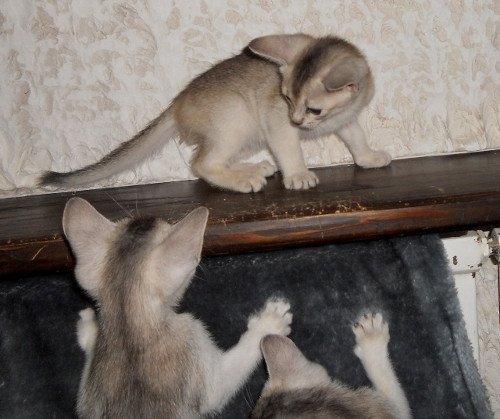 Kitten Abyssinian Fée line Silver ❤ Drakkar Silver Chatterie d'Alyse Pagerie