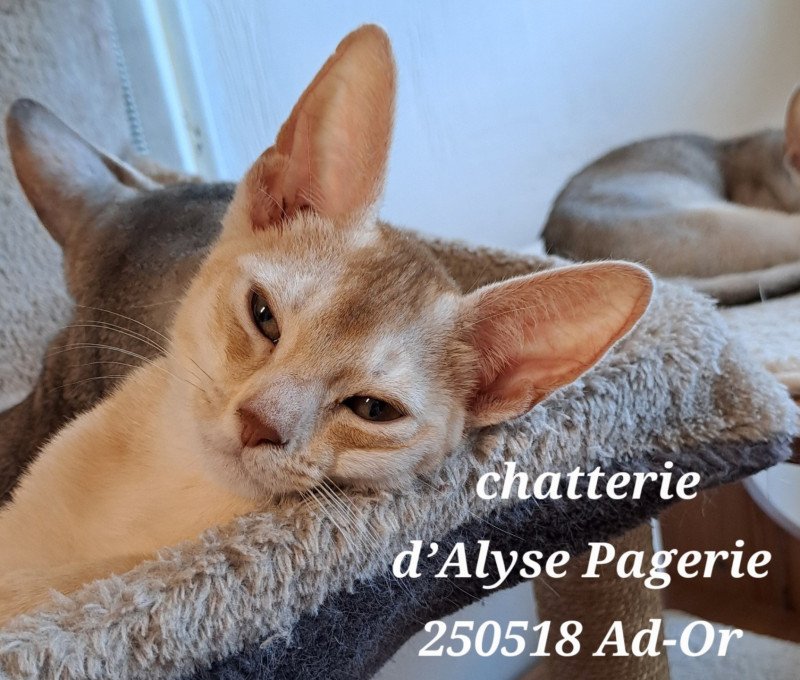 A D'OR SILVER d'Alye Pagerie d'ALYSE PAGERIE Mâle Abyssin A D'OR SILVER d'Alye Pagerie d'ALYSE PAGERIE Mâle Abyssin